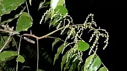 "flowers and foliage"