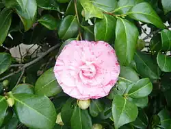 Double-flowered camellia cultivar