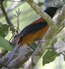 a bird with black wings, head and tail and body partly obscured by branches