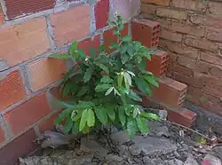 Growing wild in rubble