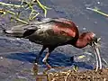 Glossy ibis