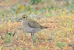 Winter plumage; November, Norfolk, UK