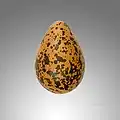 Pluvialis squatarola egg