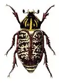 Illustration of a female of Polyphylla fullo from Calwer's Käferbuch, 1876