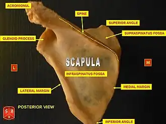 The human scapula