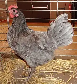 Blue bantam hen