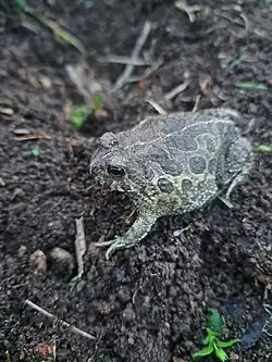 Proceratophyrs palustris seen as the focus of the image