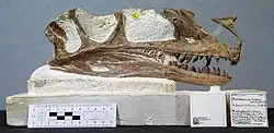 Photograph of the holotype skull in side view, with scale bar and collection etiquette visible