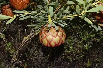 Protea namaquana flower
