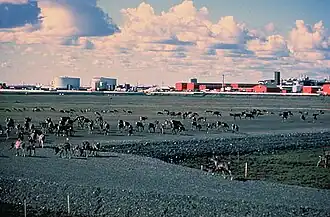 Caribou walk across a gravel pad at Kuparuk, 45 miles (72 km) away from Prudhoe Bay, with oilfield facilities in the background.