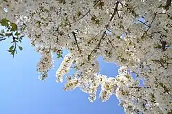 Prunus speciosa in the Jardin des Plantes of Paris April 2013.