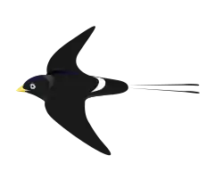 large black swallow in flight with white rump and long tail streamers