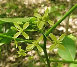 Flowers of Ptelea trifoliata
