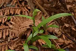 Leaves poking out of dead leaf litter