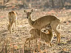Kobus vardonii female suckling fawn, Kafue National Park, Zambia