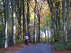 Hollowhill and Pullingshill Woods