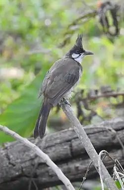 red-whiskered bulbul immature in india