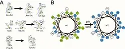 The QTY code and how it replaces L, V, I, and F with Q, T, and Y. (A) Crystallographic electronic density maps of the following amino acids: leucine (L), asparagine (N), glutamine (Q), isoleucine (I), valine (V), threonine (T), phenylalanine (F), and tyrosine (Y).