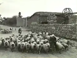 Shepherd with sheep in the Palesti­nian village of Qastina around 1940