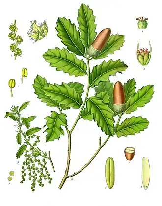 Illustration of Q. lusitanica showing staminate (left) and pistillate flowers (right)