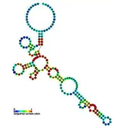 Cobalamin riboswitch: Secondary structure for the riboswitch marked up by sequence conservation. Family RF00174.