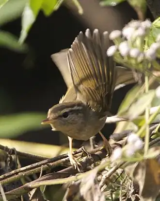 Radde's Warbler (Phylloscopus&nbsp;schwarzi)