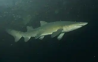 Ragged-tooth shark
