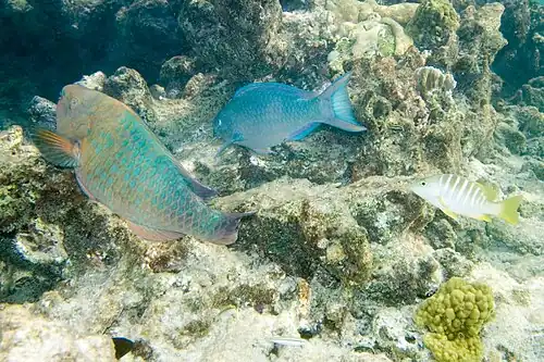 With a queen parrotfish (S. vetula), in Bonaire