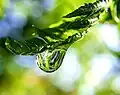 Photo of a raindrop on a fern frond