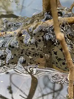 Partially submerged in clear water, there is a clear, jelly egg mass with a bumpy but smooth texture. Inside the mass are small, round black dots. The entire mass is affixed to a small, woody stem.