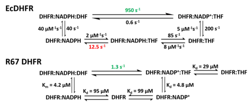 Reaction Kinetics comparison between E. coli DHFR (EcDHFR) and R67 DHFR