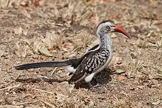 Adult male T. r. rufirostris