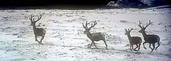 Red deer on the beach