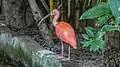 Scarlet ibis