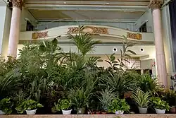 Photograph of a two-stories room. The ground is covered with green plants in pots, some taller than a human. An ornate balcony and tall pink Corinthian columns overlook the room. There are holes on the walls for air conditioning.