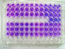 Resazurin as a colorimetric assay for cell viability