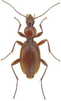 Redish-brown Rhadine lindrothi Barr beetle