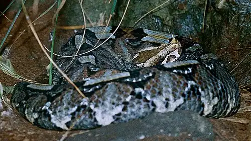 Vivid blue patterned adult