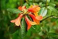 Rhododendron cinnabarinum flowers