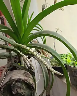 Buds of Rhynchostylis retusa