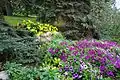 Petunias and hosta under blue spruce and Douglas Fir in Senator Patrick Burns rock garden.