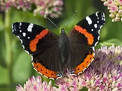Vanessa atalanta, red admiral