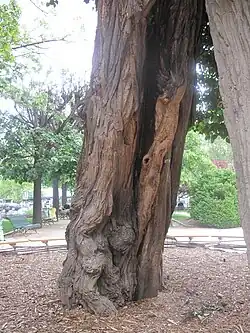 The trunk with traces of lightning