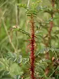 Young stem with spines
