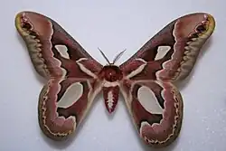 Rothschildia jacobaeae