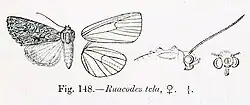 Ruacodes tela