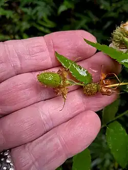 New fruit with persistent calyx