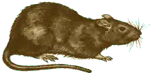 Rattus