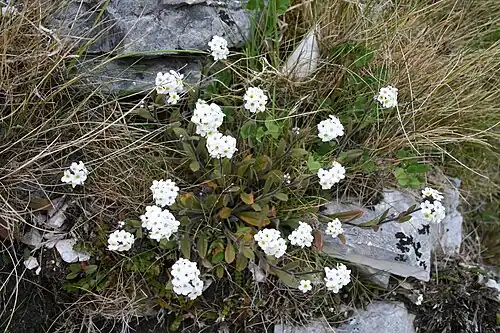 Flowering habit in rocky grassland habitat