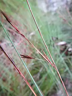 Flowering head (inflorescence)